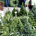 Christmas trees and decorations